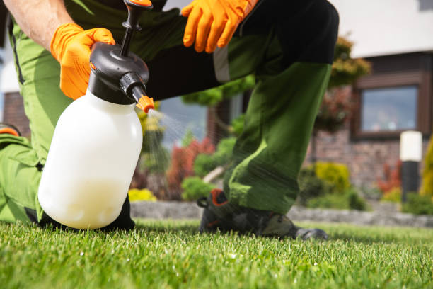 Best Wasp Removal Services  in Marble Falls, TX