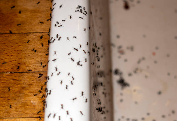 Best Spider Control Near Me  in Marble Falls, TX