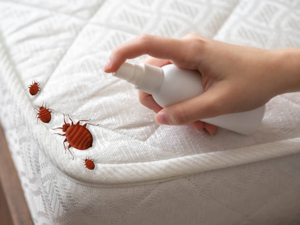 Best Mosquito Control Services  in Marble Falls, TX