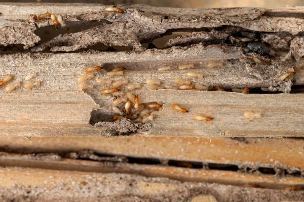 Best Pest Control Near Me  in Marble Falls, TX