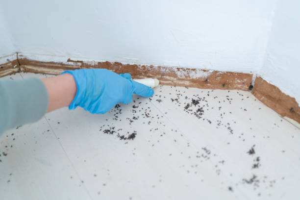 Best Affordable Pest Control Services  in Marble Falls, TX